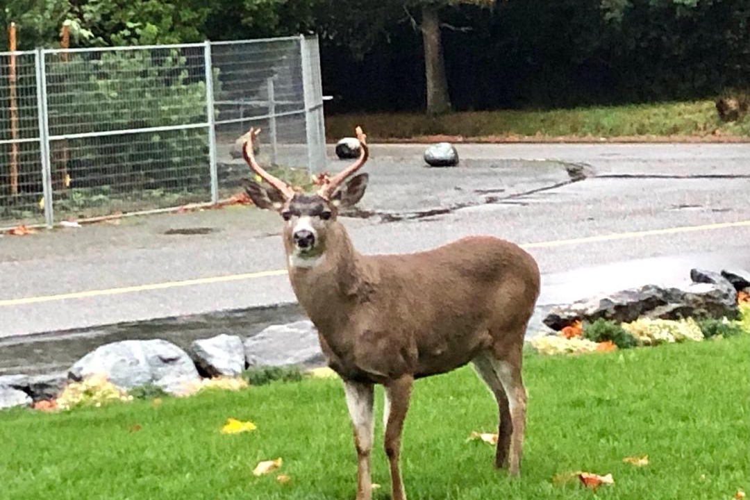 Photo of Others in Sooke