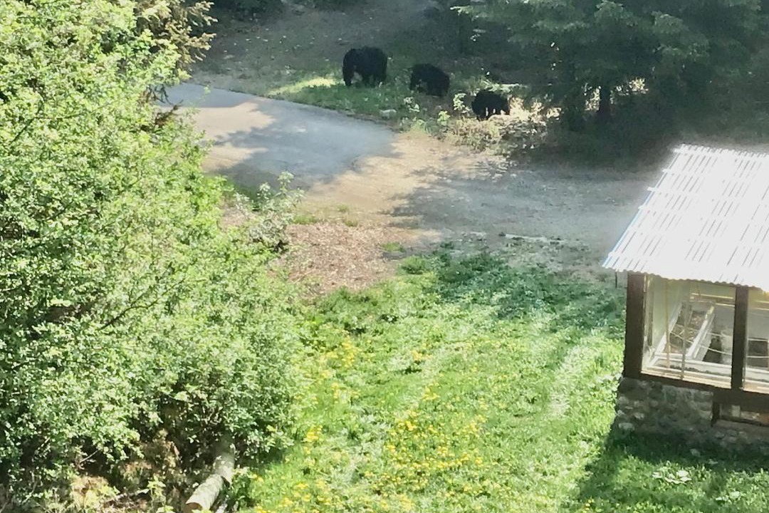 Photo of Others in Alpine Meadows