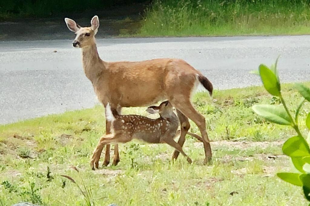 Photo of Others in Sooke