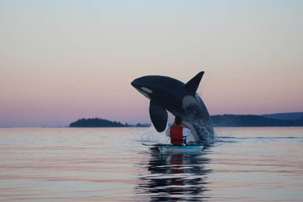 Photo of Others in Sooke