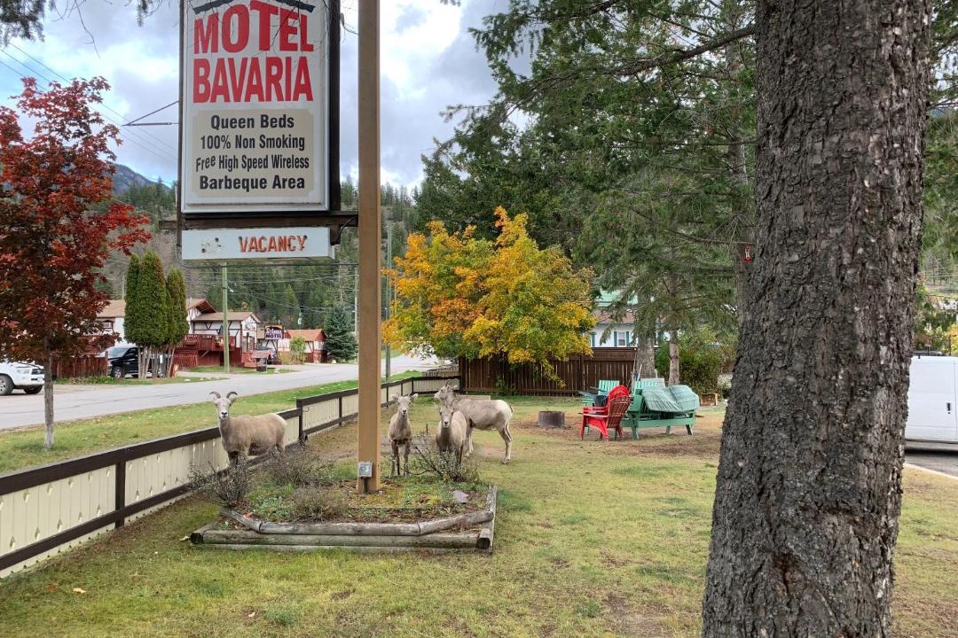 Photo of Others in Radium Hot Springs
