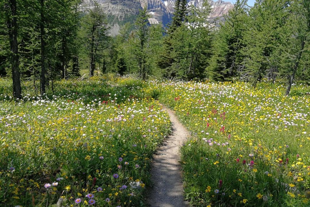 Photo of Others in Canmore