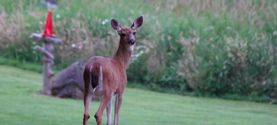 Photo of Others in Port Alberni