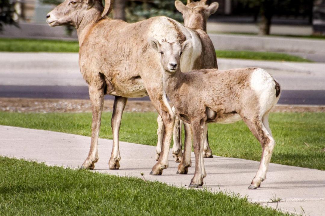 Photo of Others in Radium Hot Springs