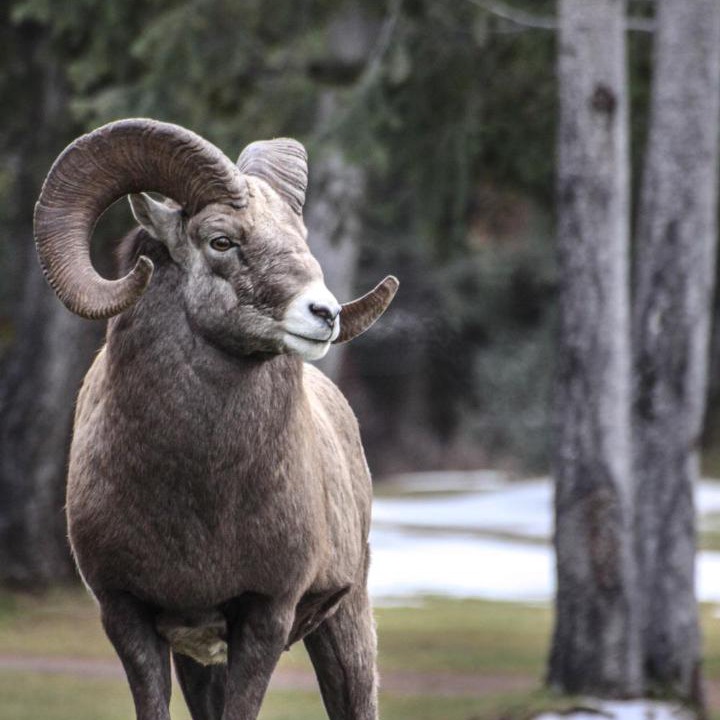 Photo of Others in Radium Hot Springs