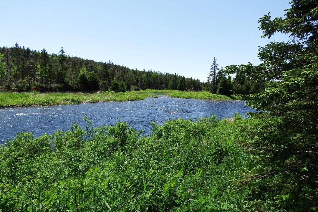 Photo of Others in Mount Carmel-Mitchells Brook-St. Catherines