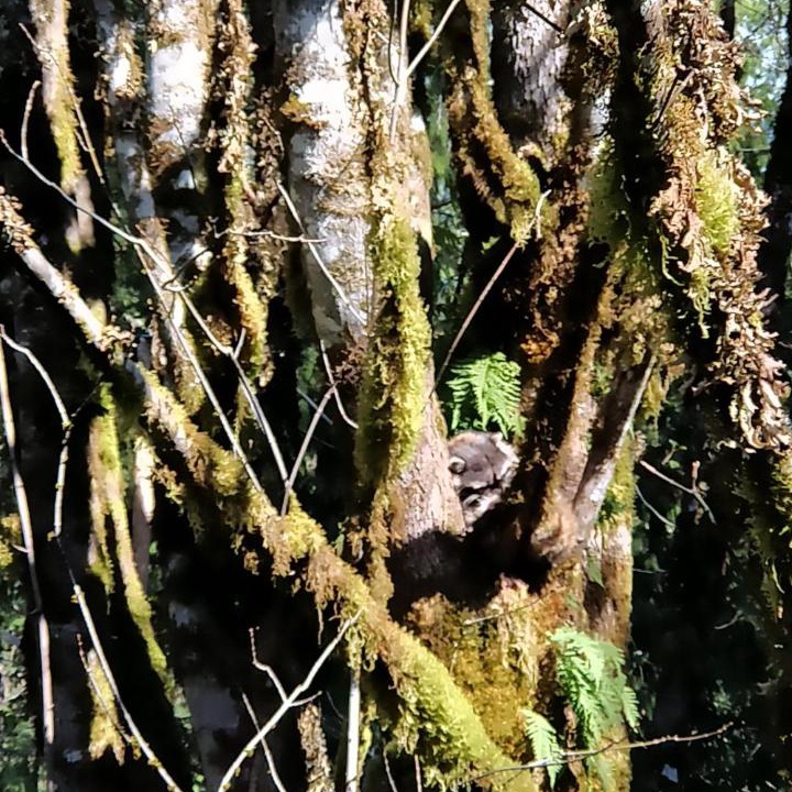 Photo of Others in Madeira Park