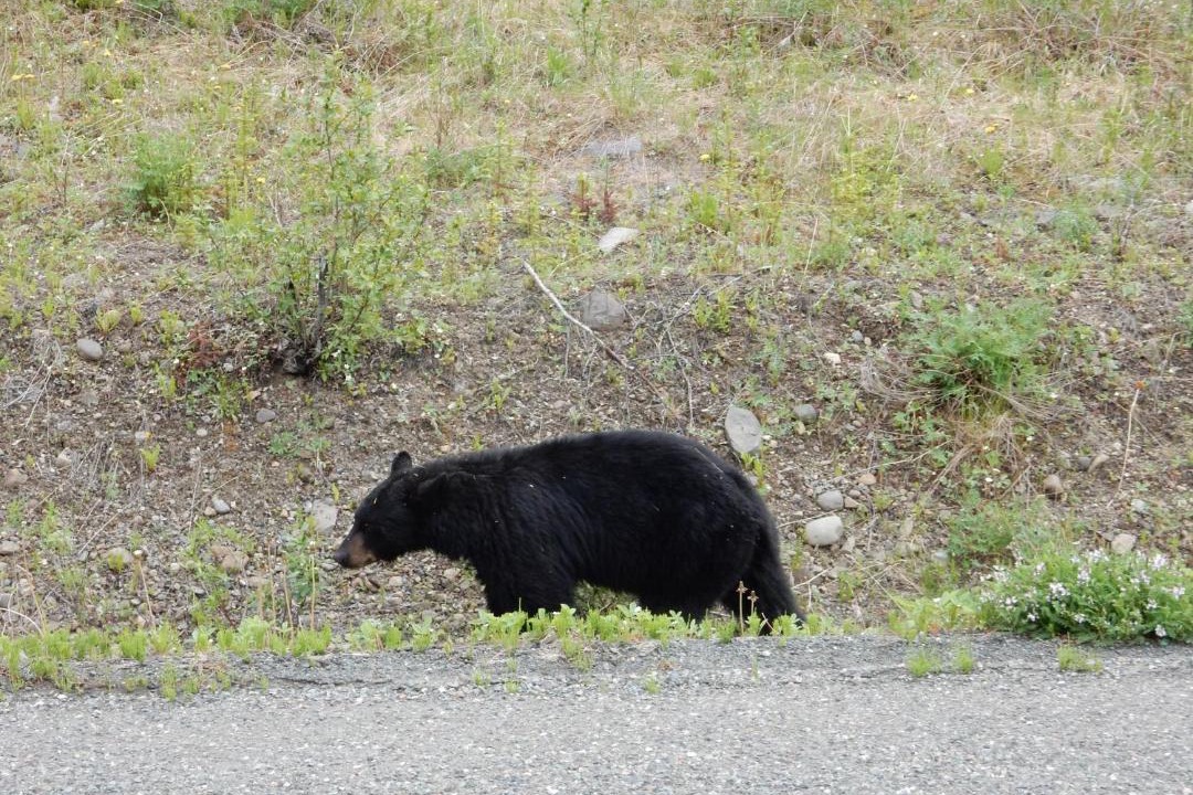 Photo of Others in Alpine Meadows