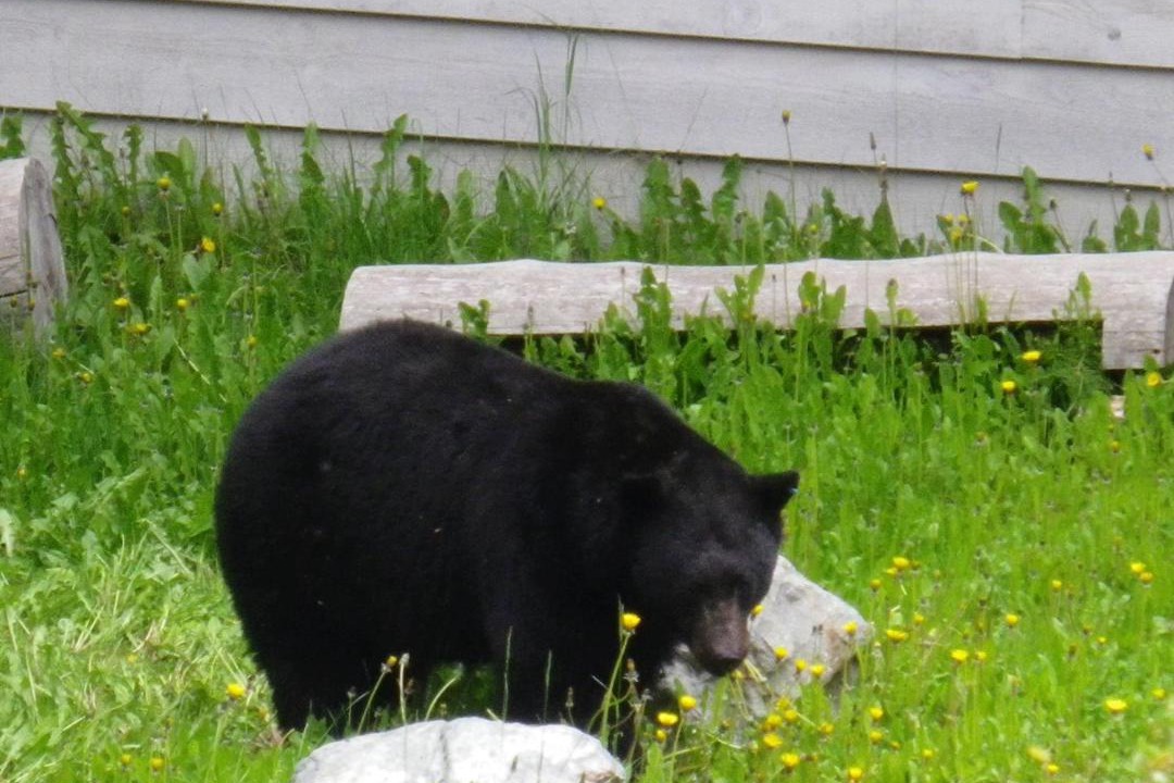 Photo of Others in Alpine Meadows