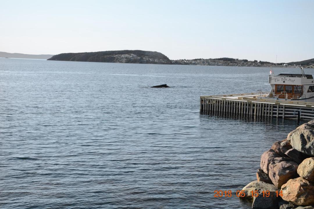 Photo of Others in Broad Cove