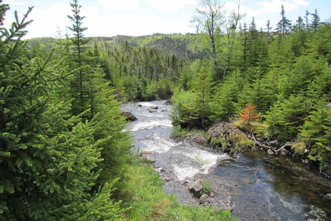 Photo of Others in Mount Carmel-Mitchells Brook-St. Catherines