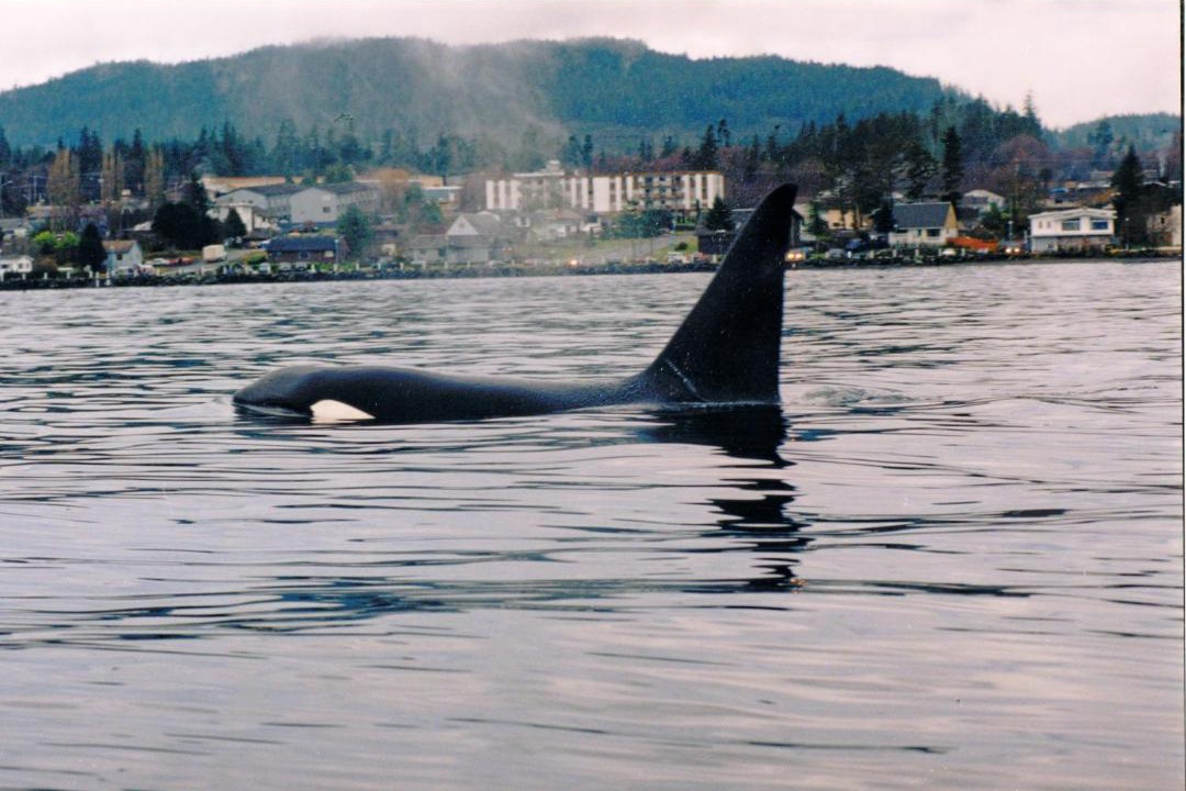 Photo of Others in Port Hardy