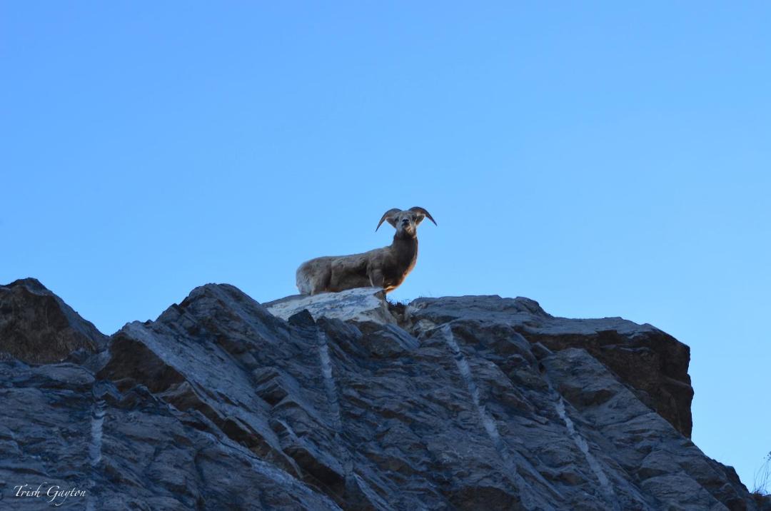 Photo of Others in Canmore