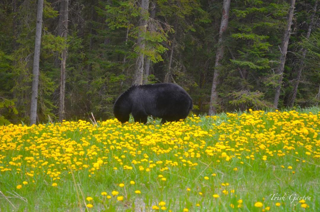 Photo of Others in Canmore
