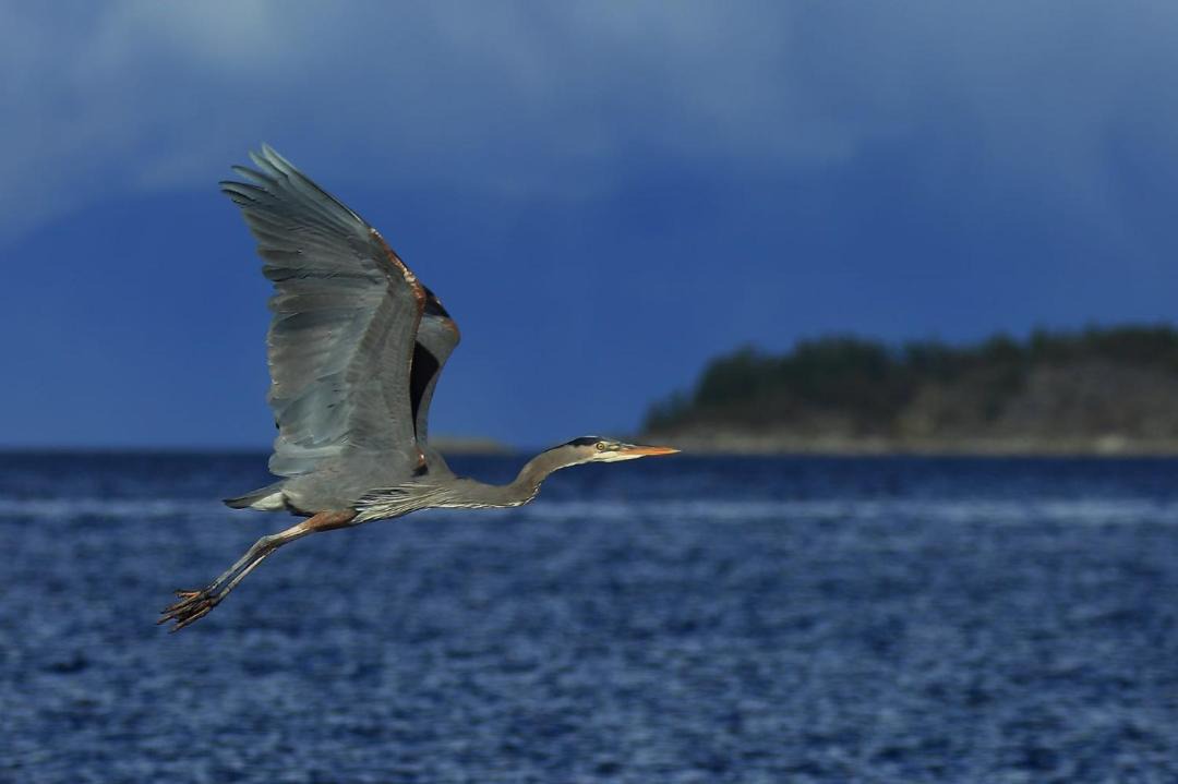 Photo of Others in Port Hardy