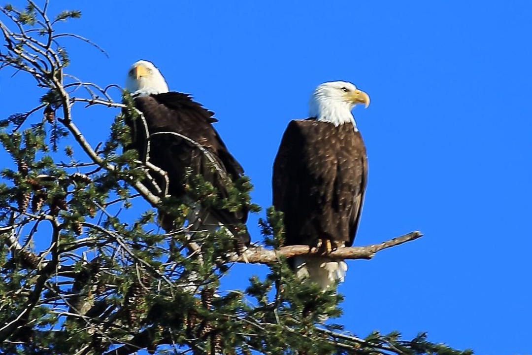Photo of Others in Port Hardy