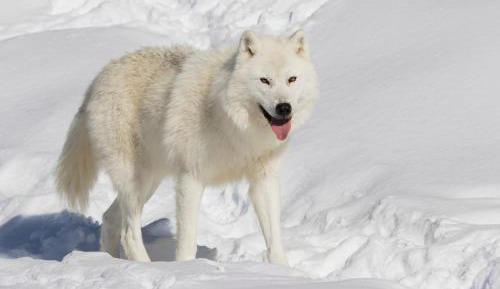 Chalet des Loups Arctiques